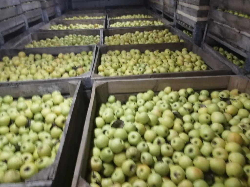 фотография продукта Реализуем яблоки голден Крым
