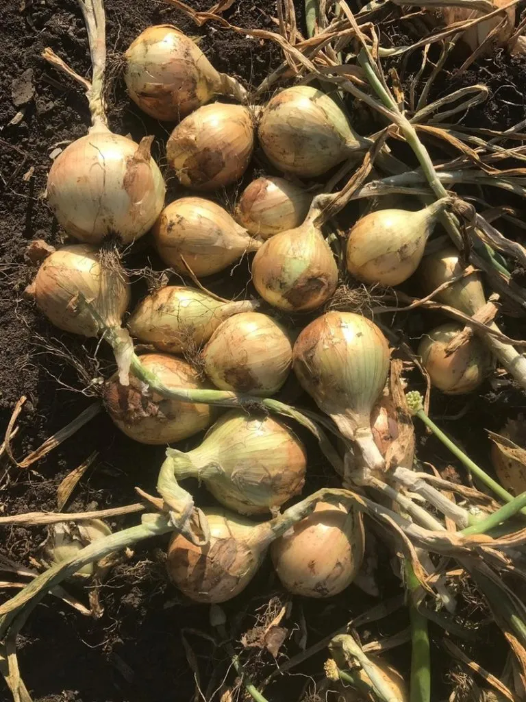 лук репчатый урожай 2019г. в Саратове