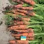 морковь нового урожая в Ростове-на-Дону 2