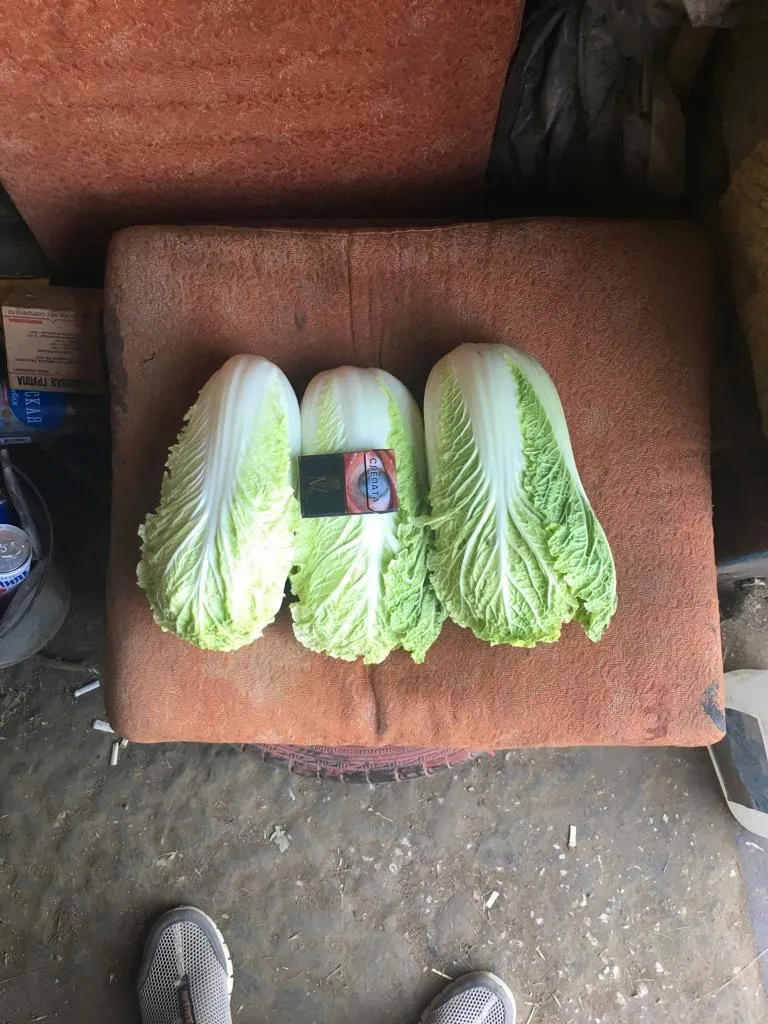 фотография продукта Пекинская капуста, морковь  Крым