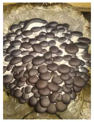 фотография продукта Мицелий грибов оптом