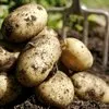 картофель оптом 2022 | Доставка по РФ в Элисте и Республике Калмыкия 2
