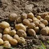 картофель оптом 2022 | Доставка по РФ в Элисте и Республике Калмыкия