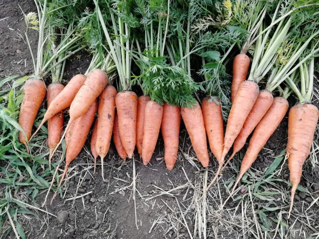 фотография продукта Морковь новый урожай