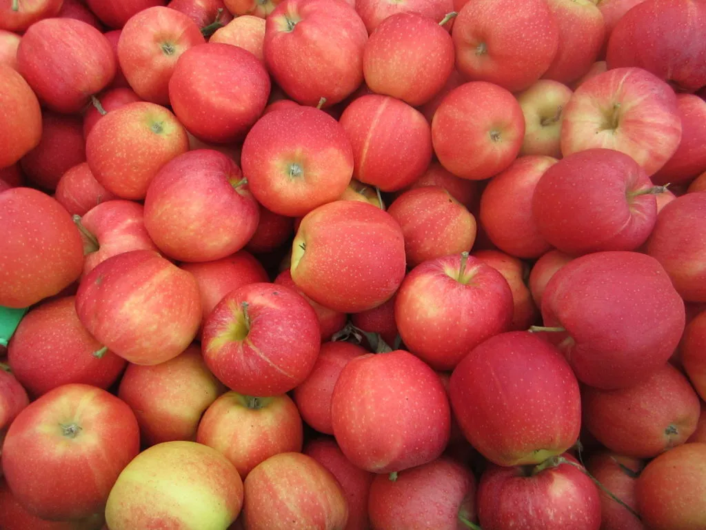 продажа яблок высшего сорта в Чегеме 4
