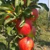 продажа яблок высшего сорта в Чегеме 3
