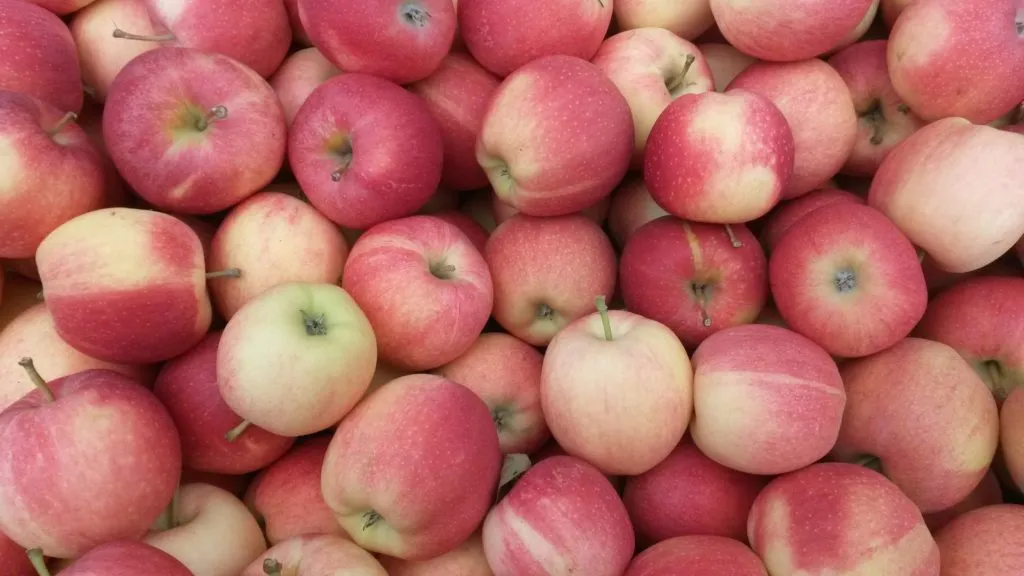 продажа яблок высшего сорта в Чегеме 6