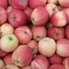 продажа яблок высшего сорта в Чегеме 6