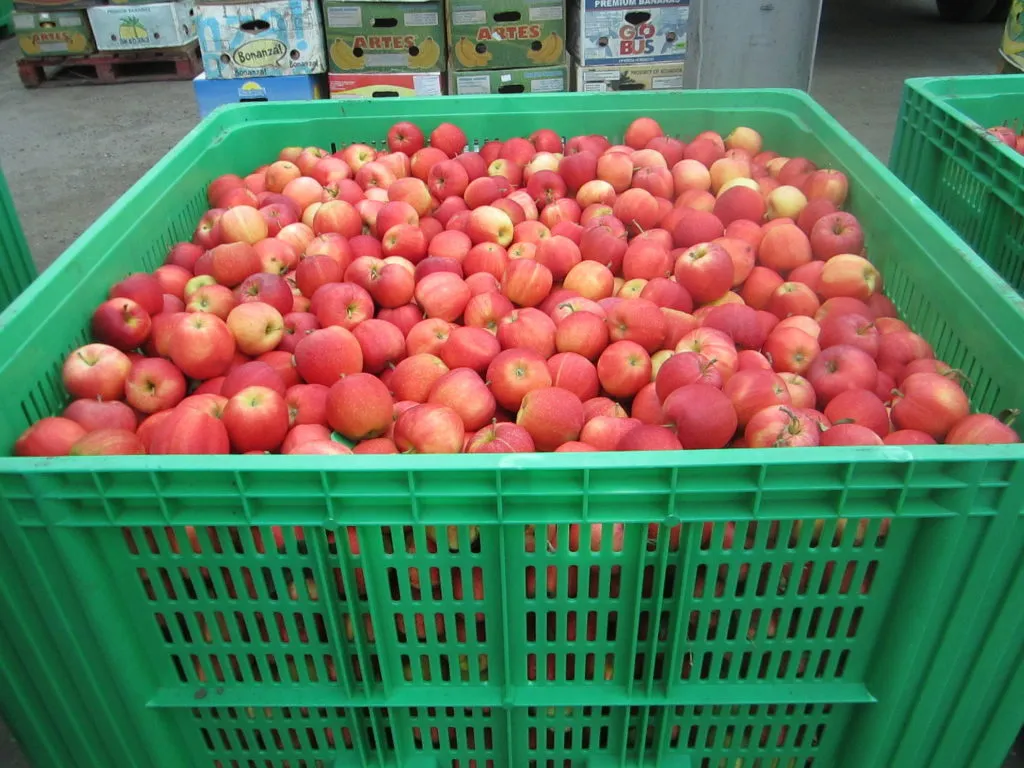 продажа яблок высшего сорта в Чегеме 5