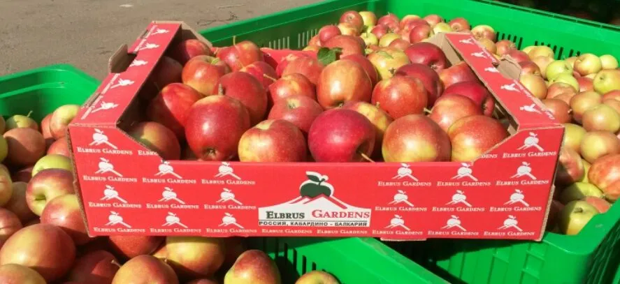 продажа яблок высшего сорта в Чегеме