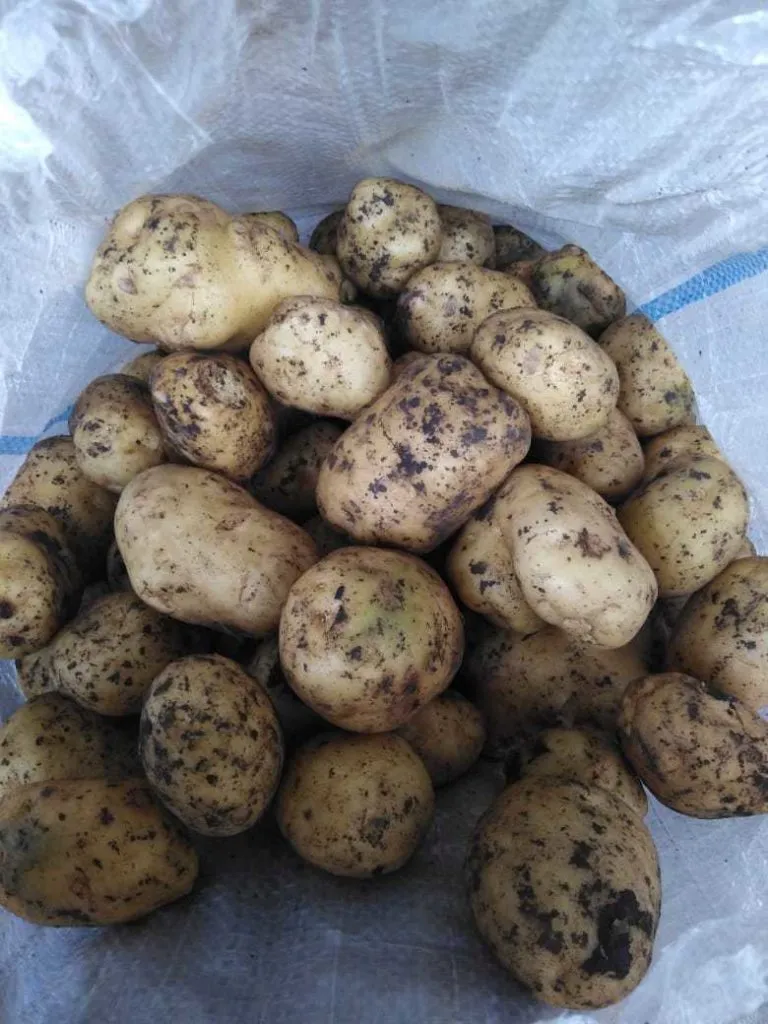 картофель оптом 10.50 руб в Ростове-на-Дону