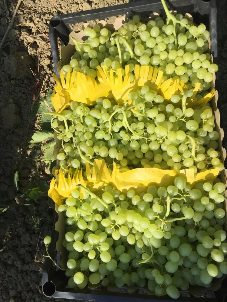 виноград Супер Риор новый урожай в Турции