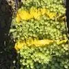 виноград Супер Риор новый урожай в Турции
