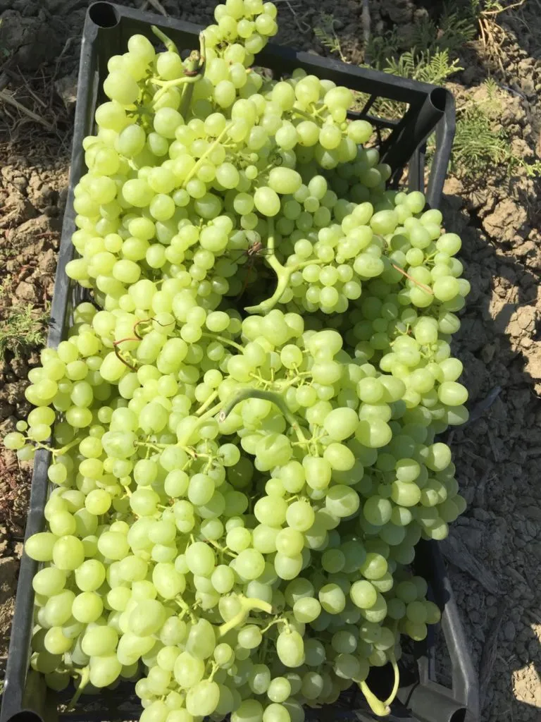 виноград Супер Риор новый урожай в Турции 4