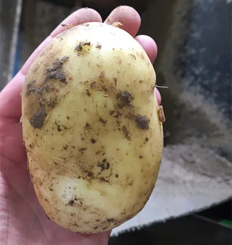 картофель оптом в Нижнем Новгороде