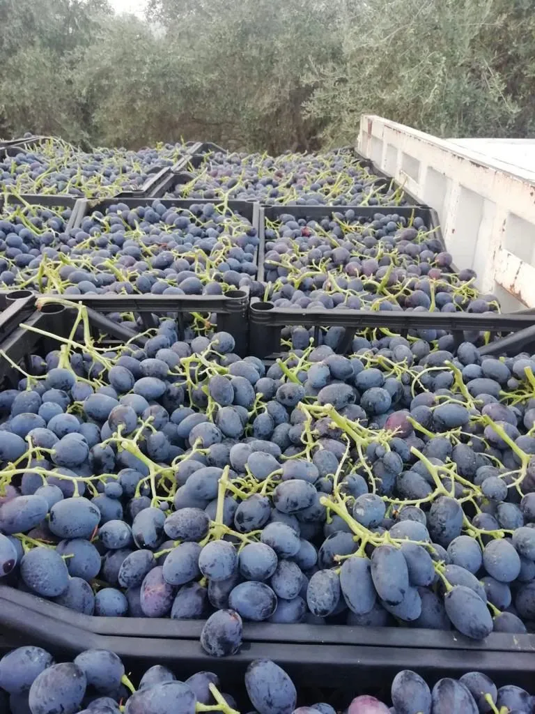 виноград Турция в Турции 4