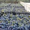 виноград Турция в Турции 4