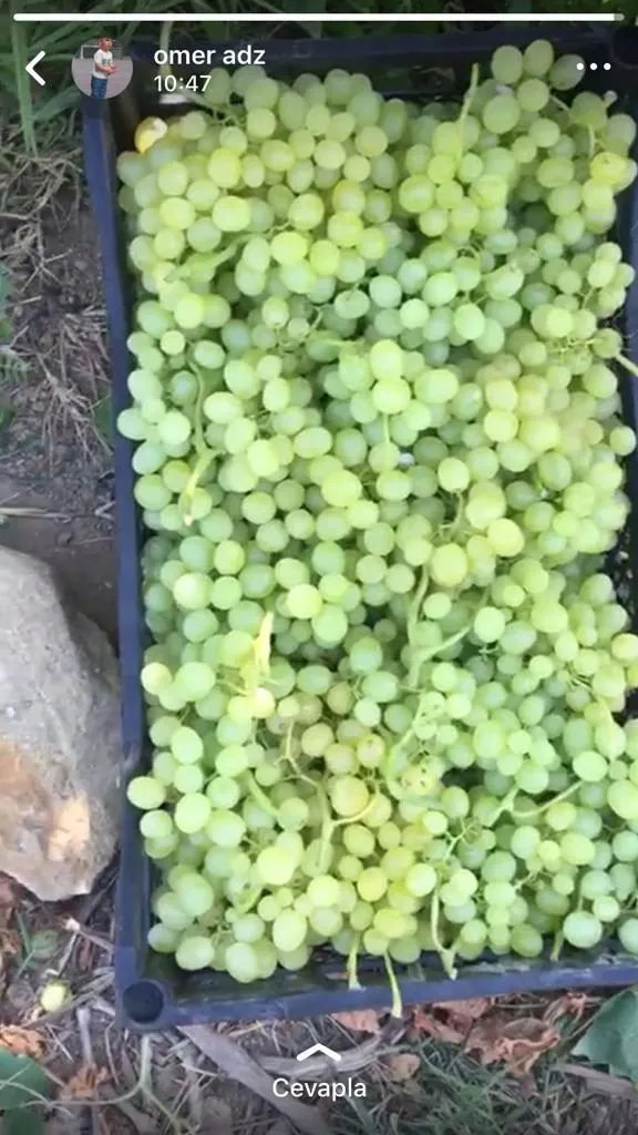 виноград Турция в Турции