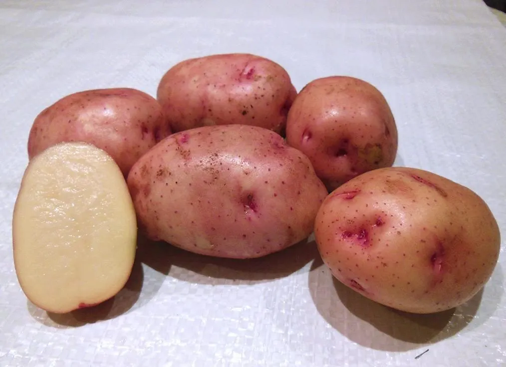 картофель продовольственный-24р. в Кургане 2