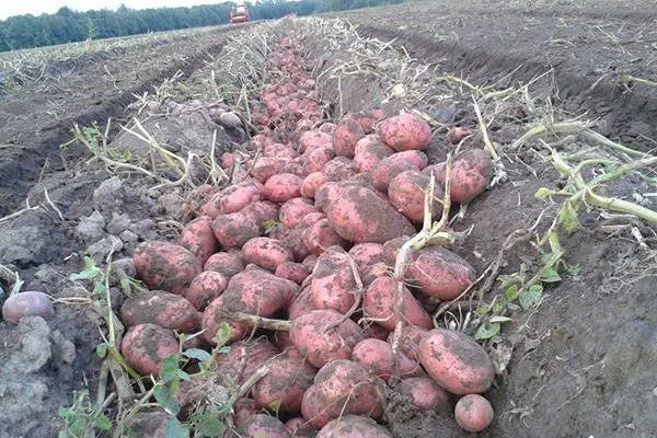 картофель оптом в Гурьевске в Новокузнецке 2