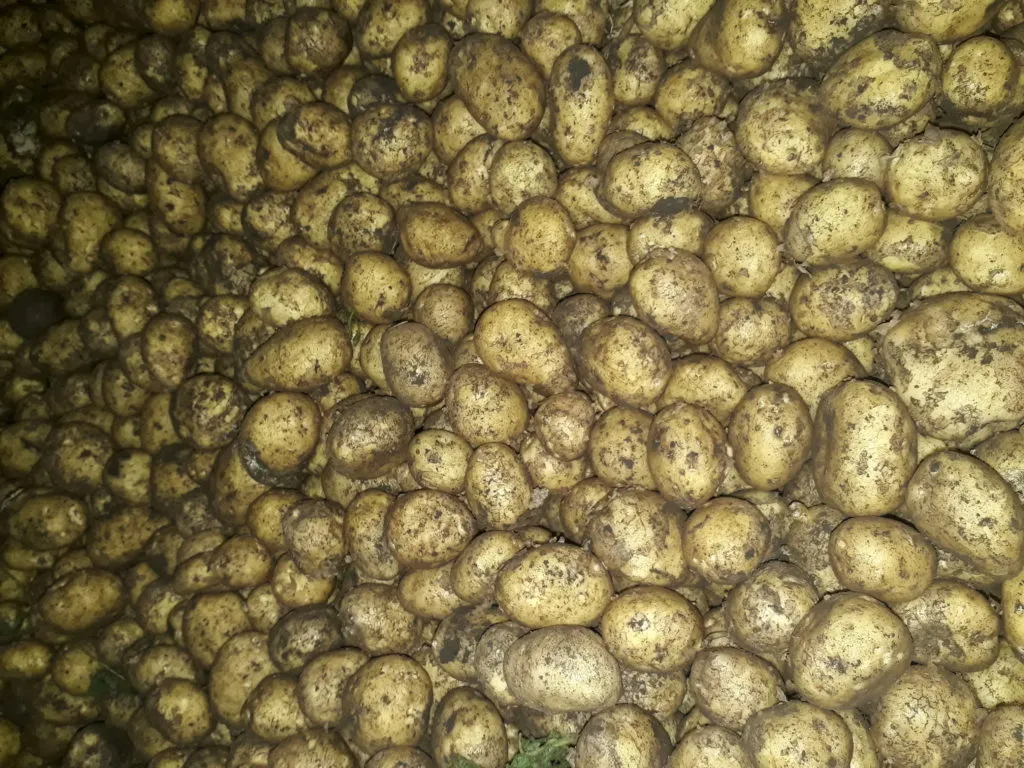 картофель  в Мичуринске