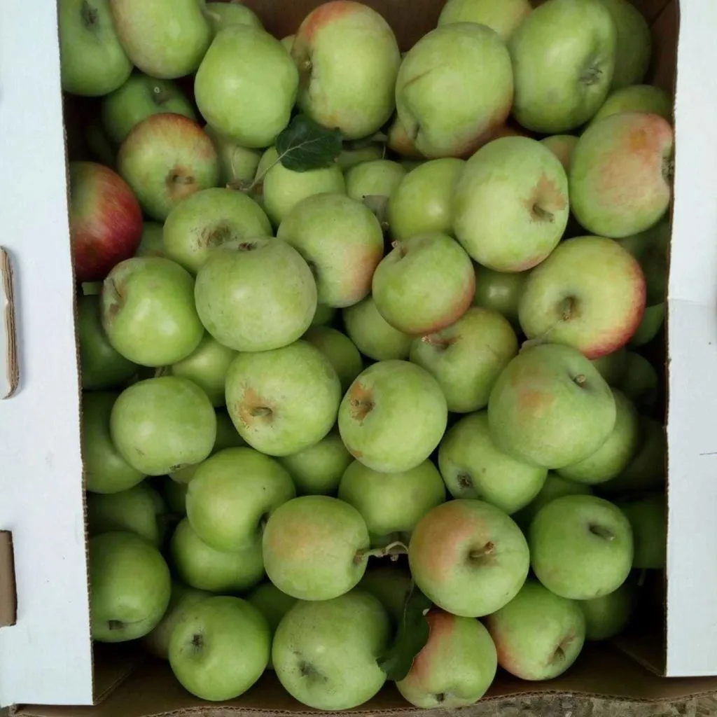 персики,виноград,кизил,яблоки в Симферополе 6