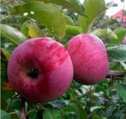 яблоки Белорусское сладкое, Алеся,Роспех в Туле