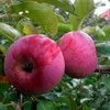 яблоки Белорусское сладкое, Алеся,Роспех в Туле