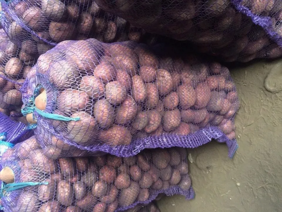 картофель оптом сорт ред леди  в Брянске