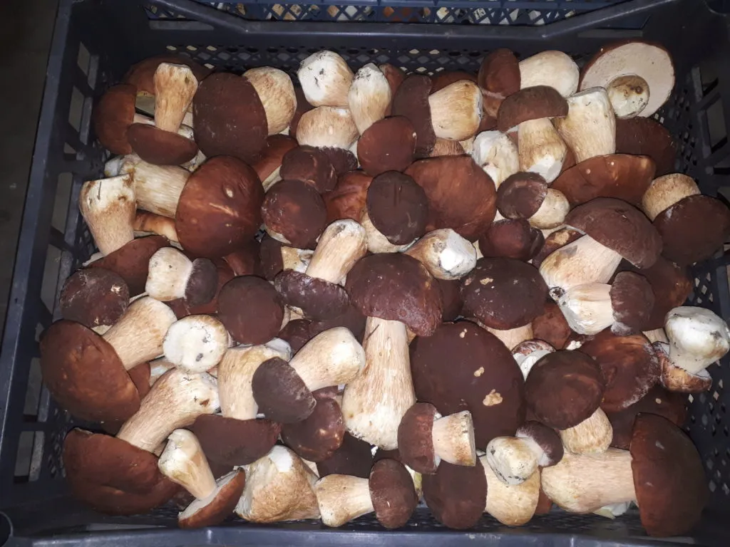 белые грибы  в Тюмени