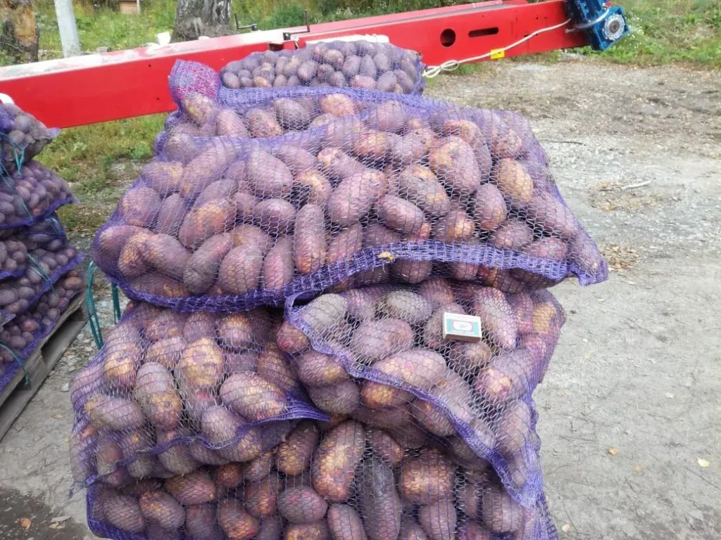 картофель Розара крупный и мелкий опт в Новосибирске
