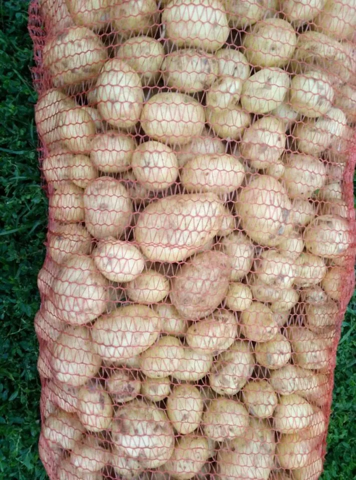 картофель Гала 5-8 диаметр в Городище