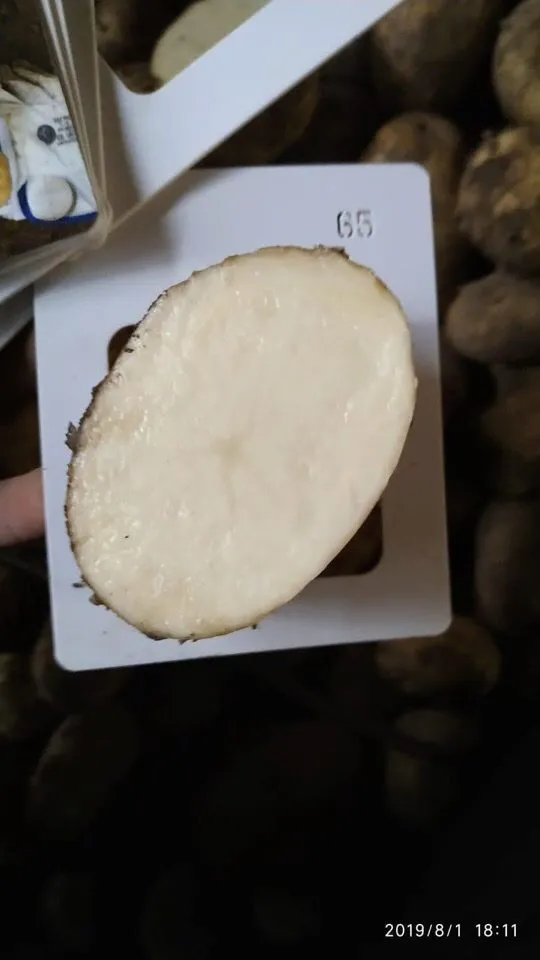 голландский сорт картофеля 
