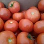 помидоры в Мичуринске