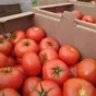 помидоры в Мичуринске 2