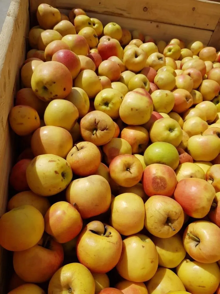 яблоки на переработку в Воронеже