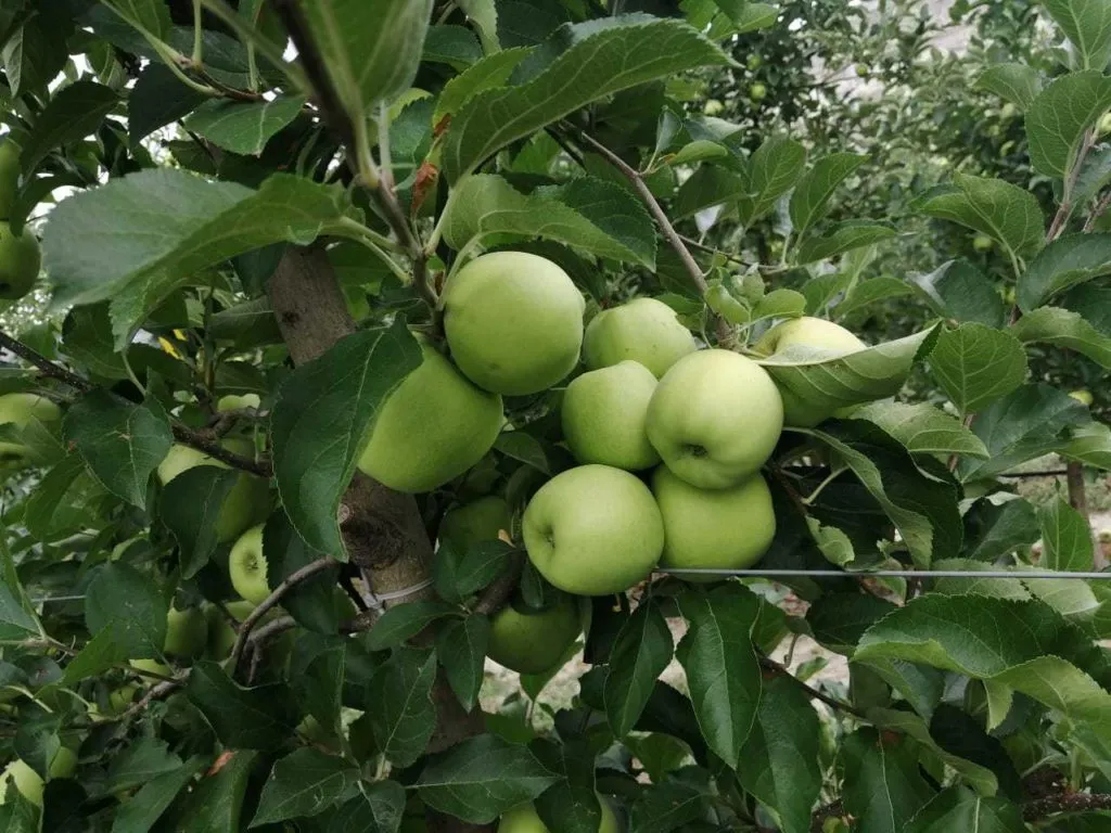 яблоко осенних сортов в Симферополе 5