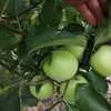 яблоко осенних сортов в Симферополе 4