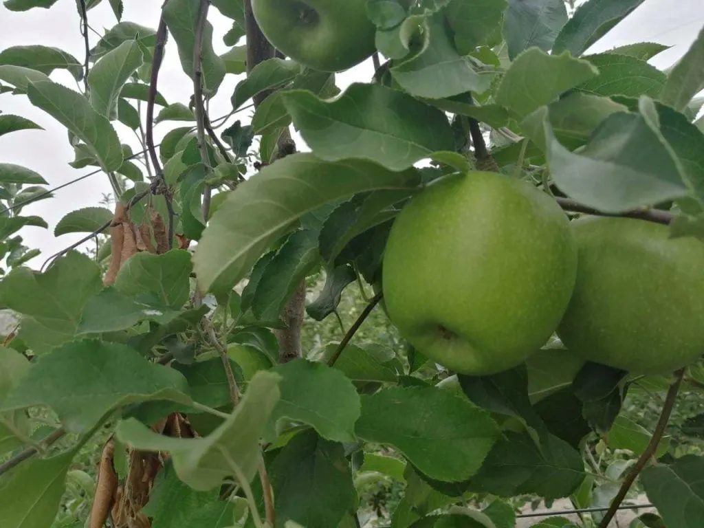 яблоко осенних сортов в Симферополе 2