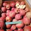 яблоки  сорта  Флорина, Ред Чиф в Краснодаре