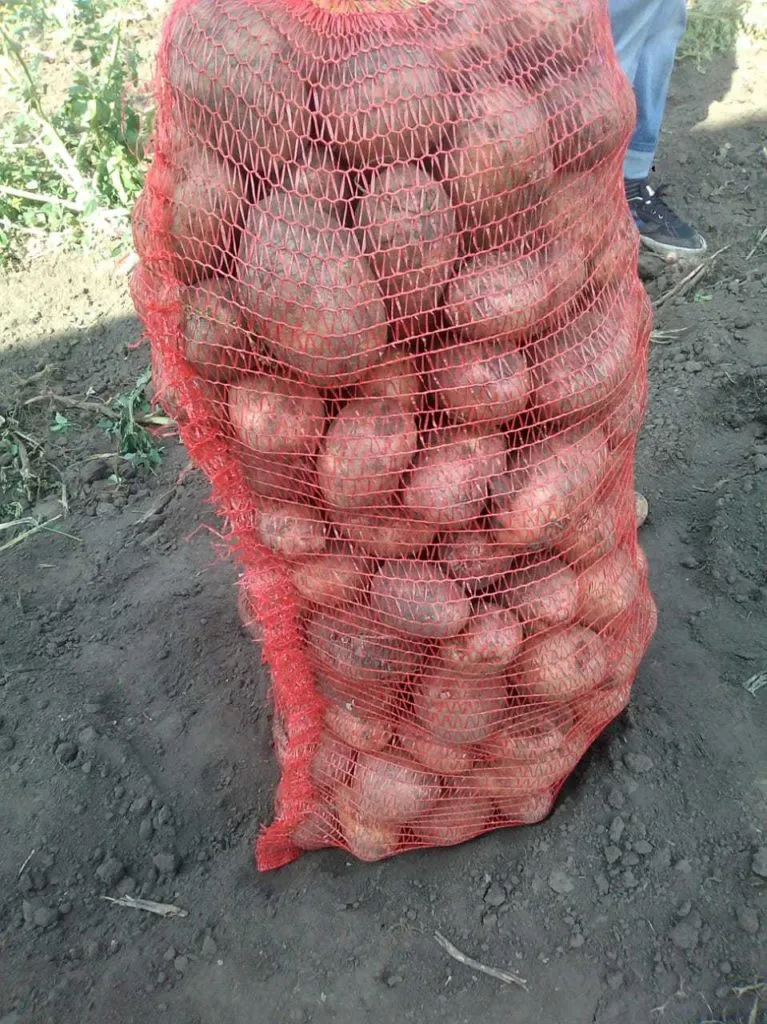 картофель в Новоалтайске