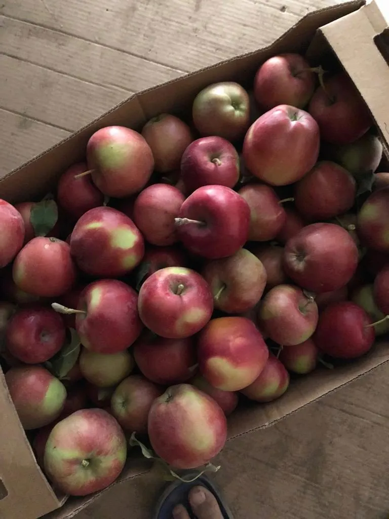яблоки оптом от 5 тонн сорт Глостер в Симферополе 3