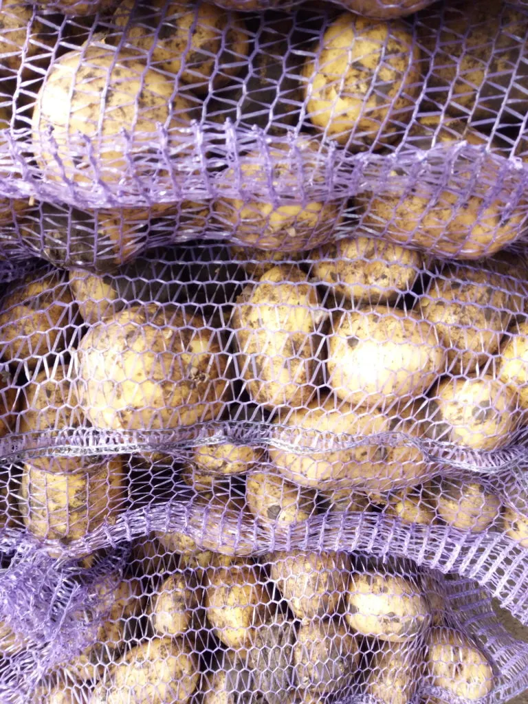картофель урожай 2019 г. в Кунгуре