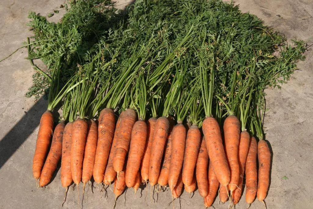 фотография продукта Морковь (не мытая)
