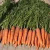морковь (не мытая) в Самаре
