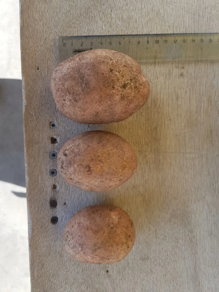 картофель урожай 2019г в Минеральные Воды