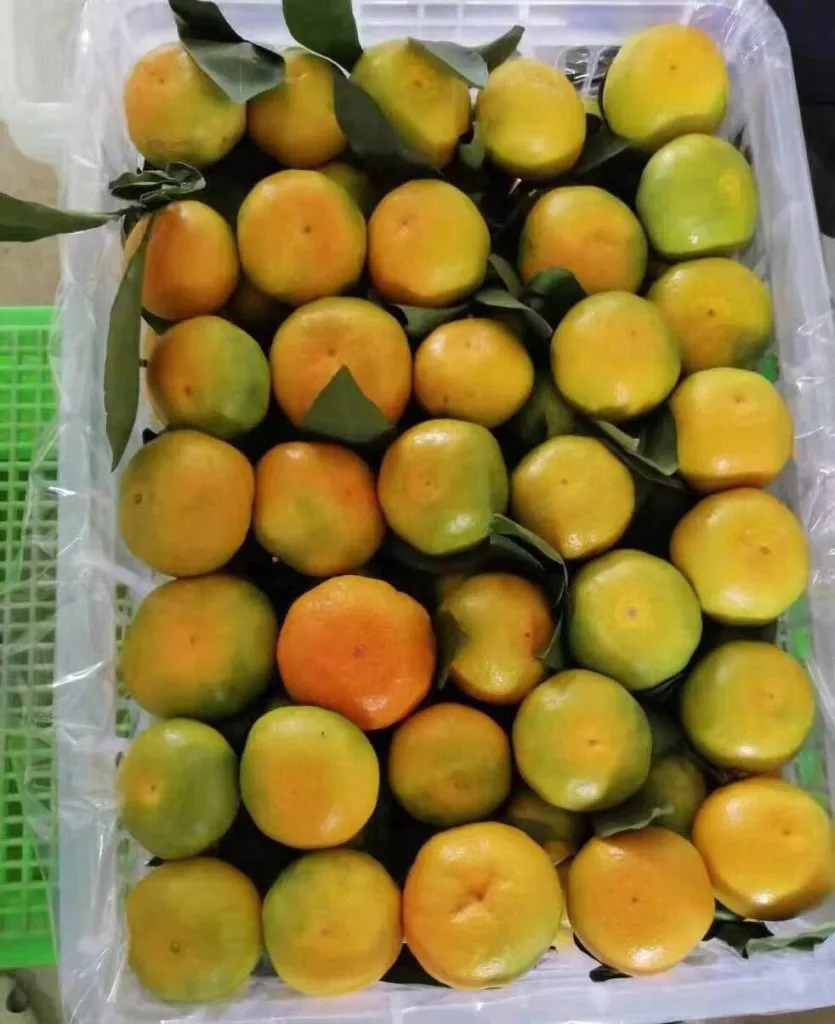 продаем мандарины из Китая  в Китае