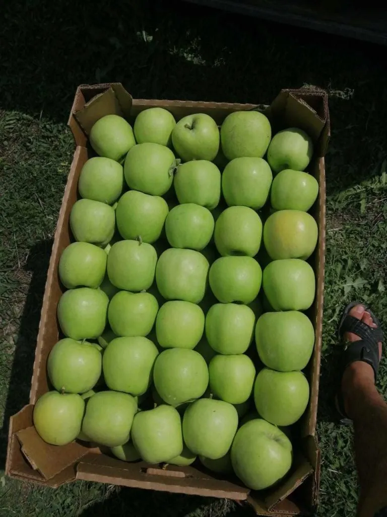 яблоки голден, гренни в Симферополе 5