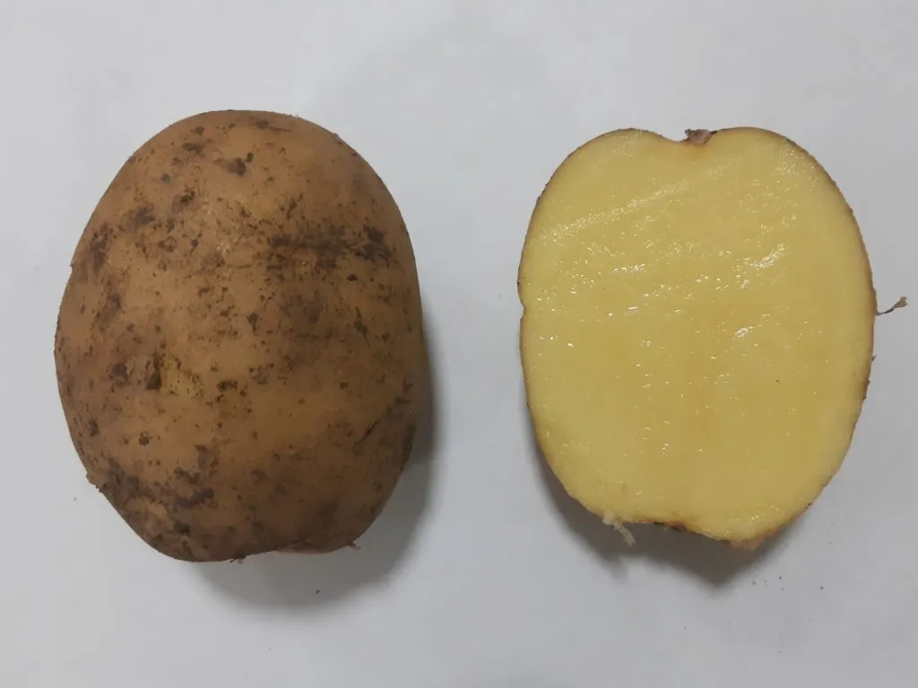 картофель коломба в Ростове-на-Дону