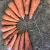 морковь абака, каскад Крым в Симферополе 2